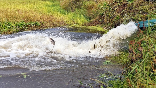 湖北大悟抽水蓄能項(xiàng)目部舉辦生態(tài)補(bǔ)償增殖放流活動(dòng) (3)_2.jpg